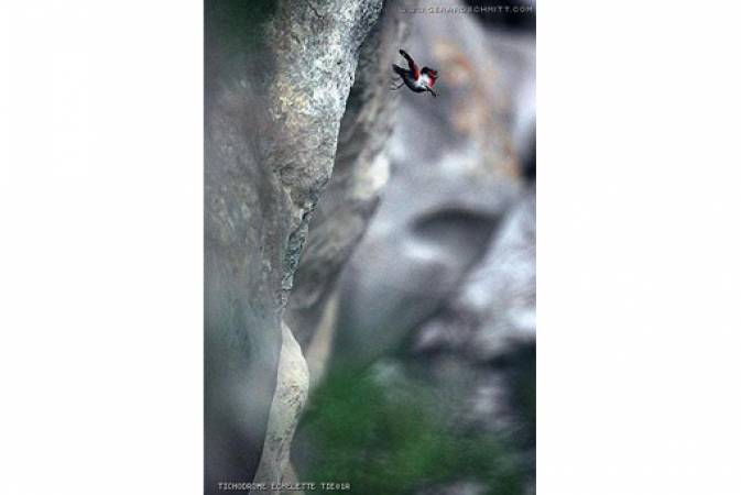 Faune de montagne dans son intimité