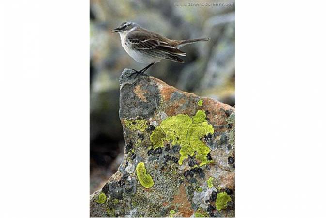 Faune de montagne dans son intimité