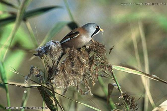 Petites plumes