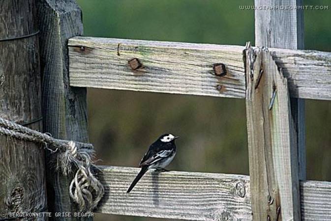 Petites plumes