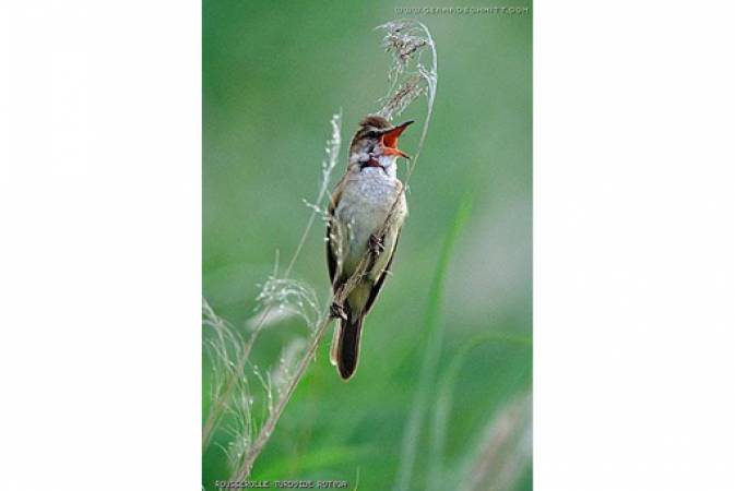 Petites plumes