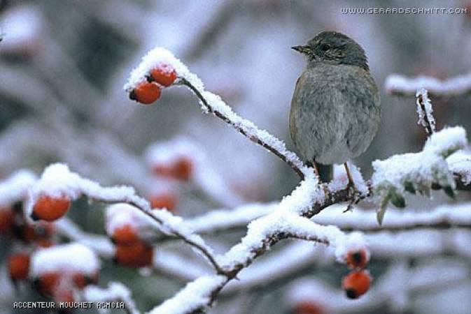 Petites plumes