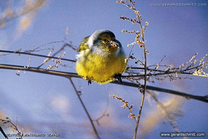 Petites plumes