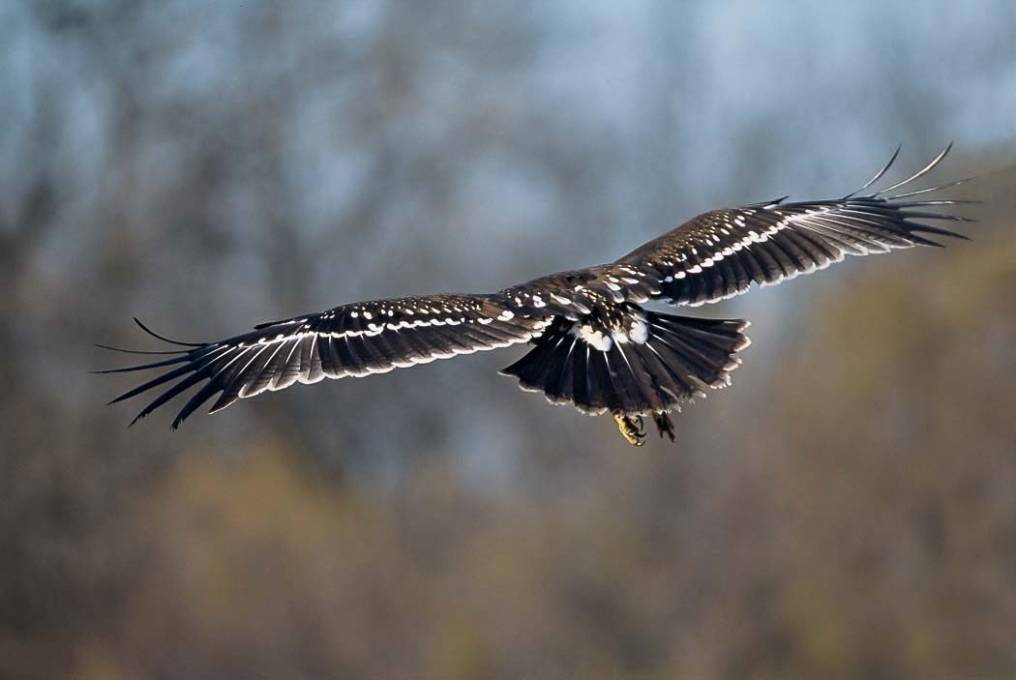 Aigle criard  