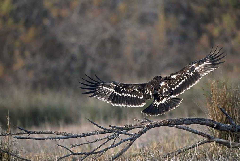 Aigle criard  