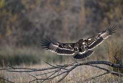Aigle criard  
