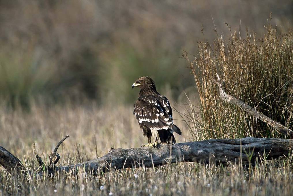 Aigle criard  