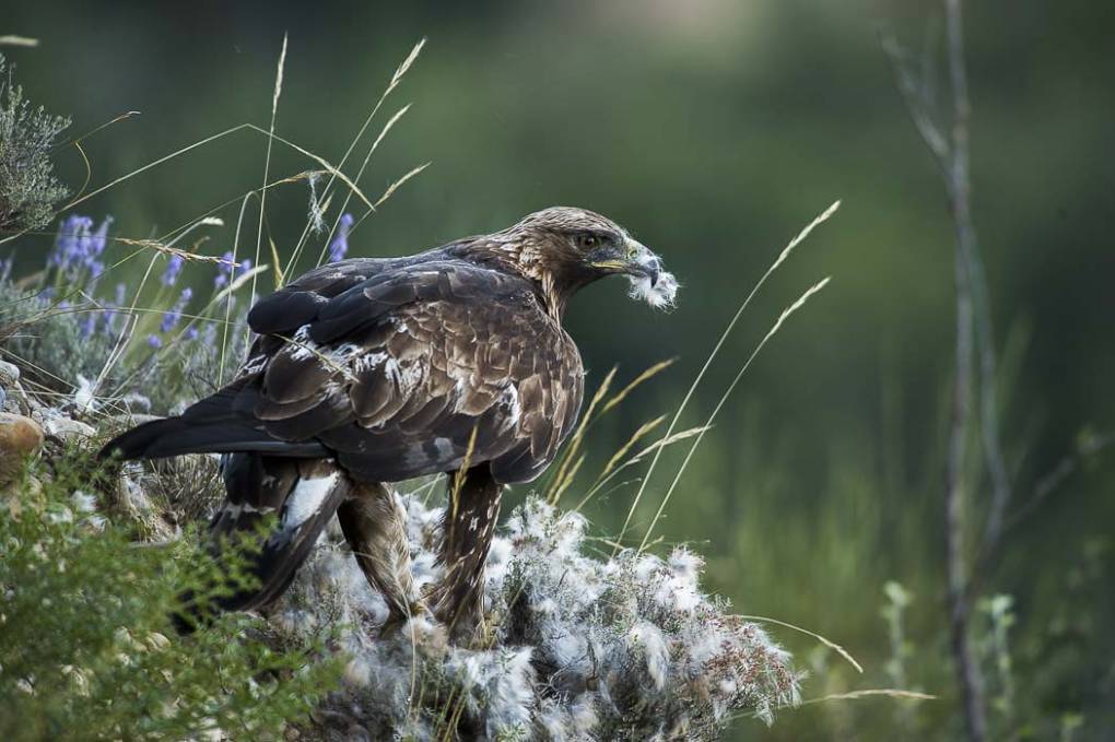 Aigle royal 