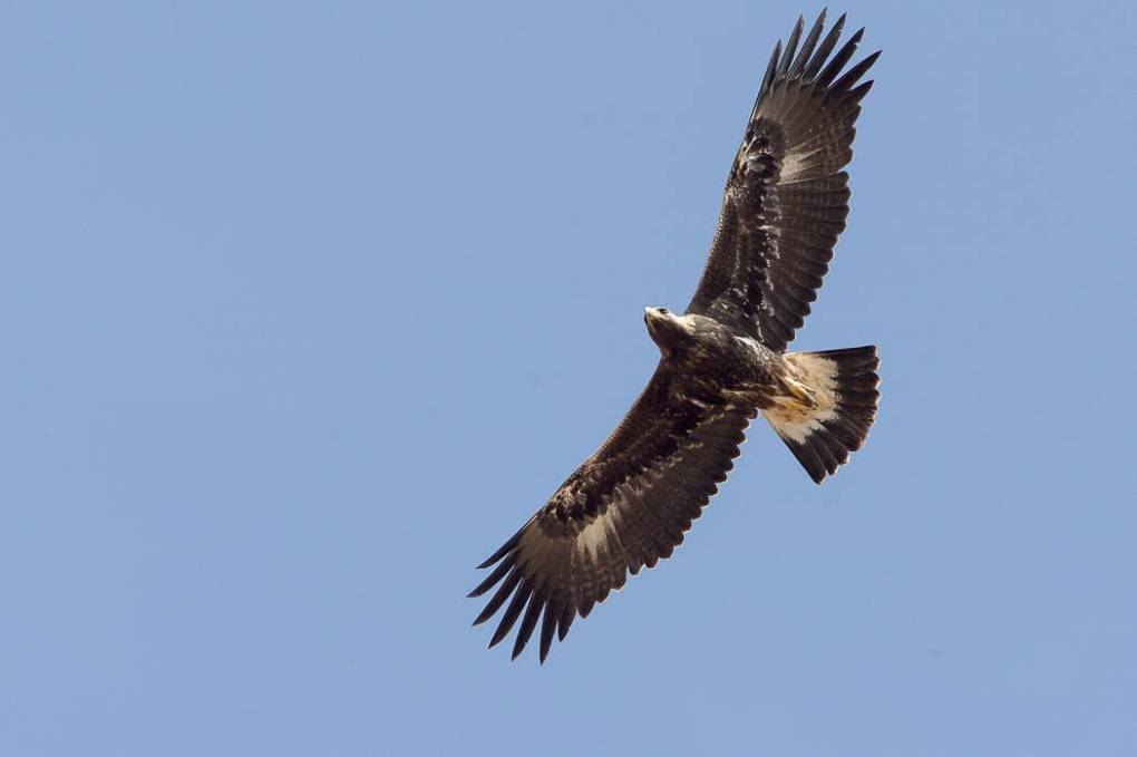 un oiseau -ajonc - 31 janvier trouvé par Jovany Aigle_royal111_1020x680-crop=0-copy=0