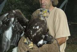 Aigle royal 