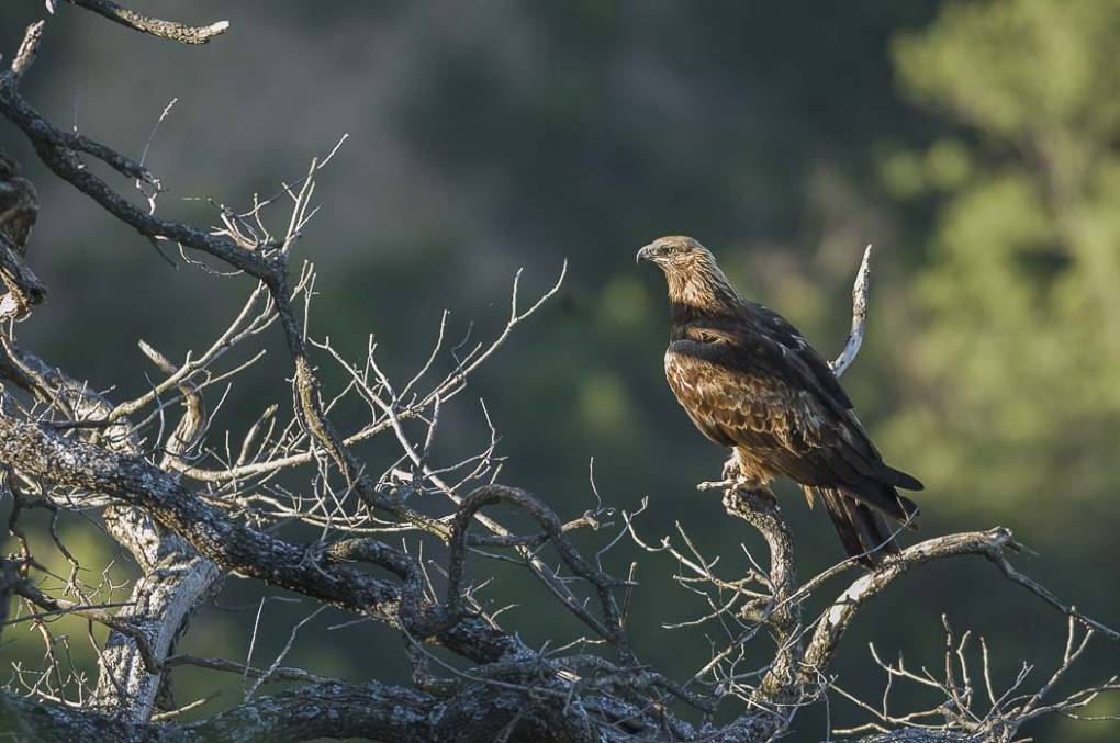 Aigle royal 