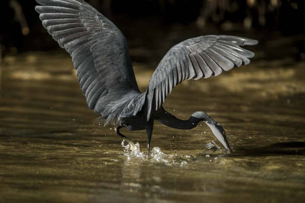 Aigrette des récifs 