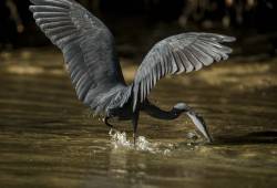 Aigrette des récifs 