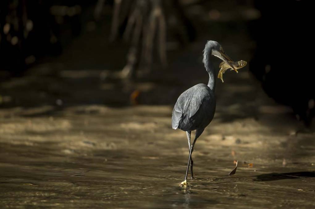 Aigrette des récifs 