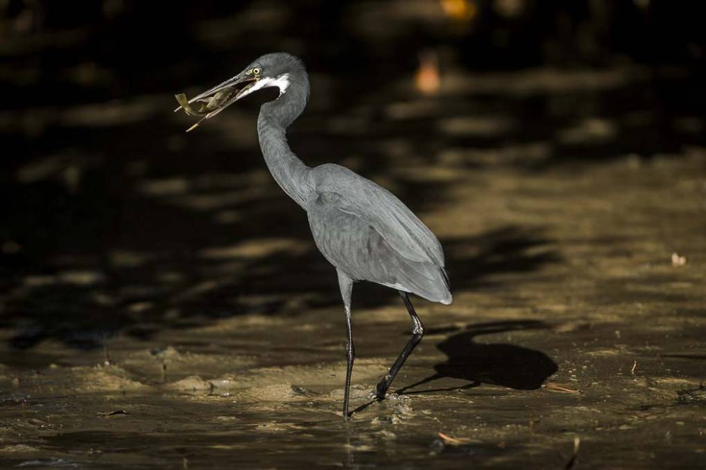 Aigrette des récifs 