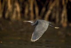 Aigrette des récifs 