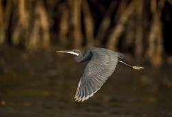 Aigrette des récifs 