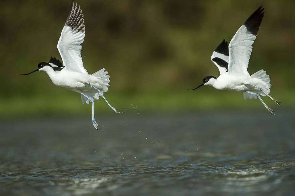 Avocette élégante 