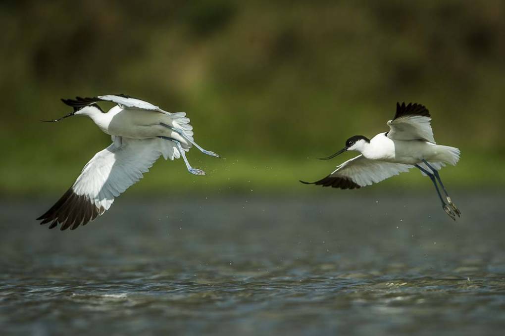 Avocette élégante 