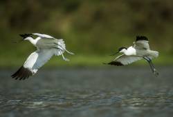 Avocette élégante 