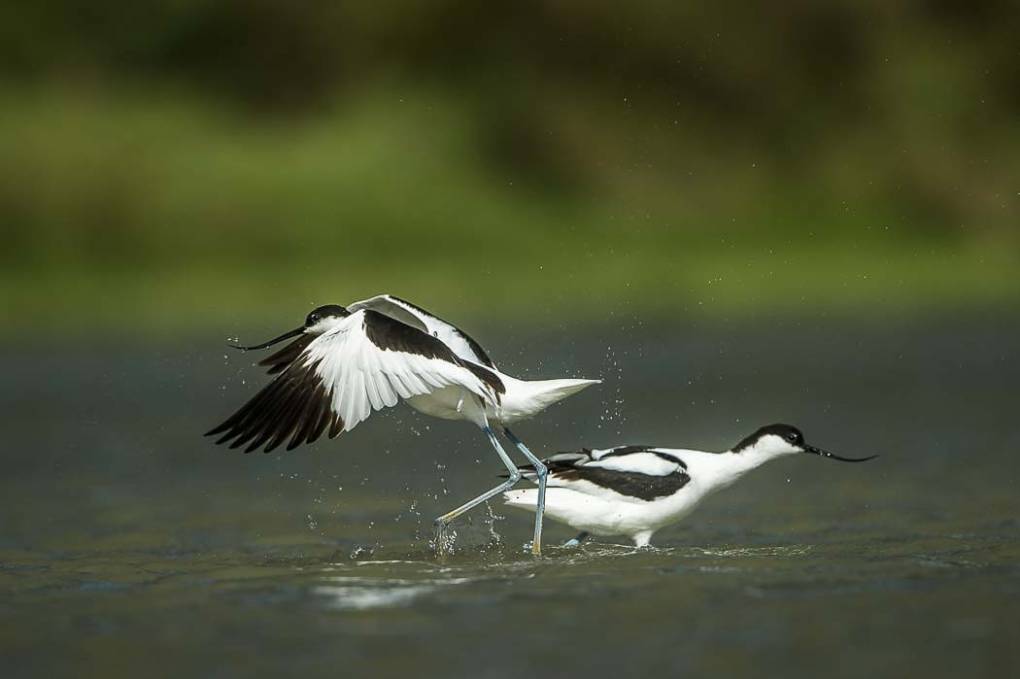 Avocette élégante 