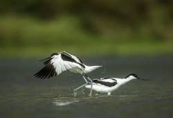 Avocette élégante 