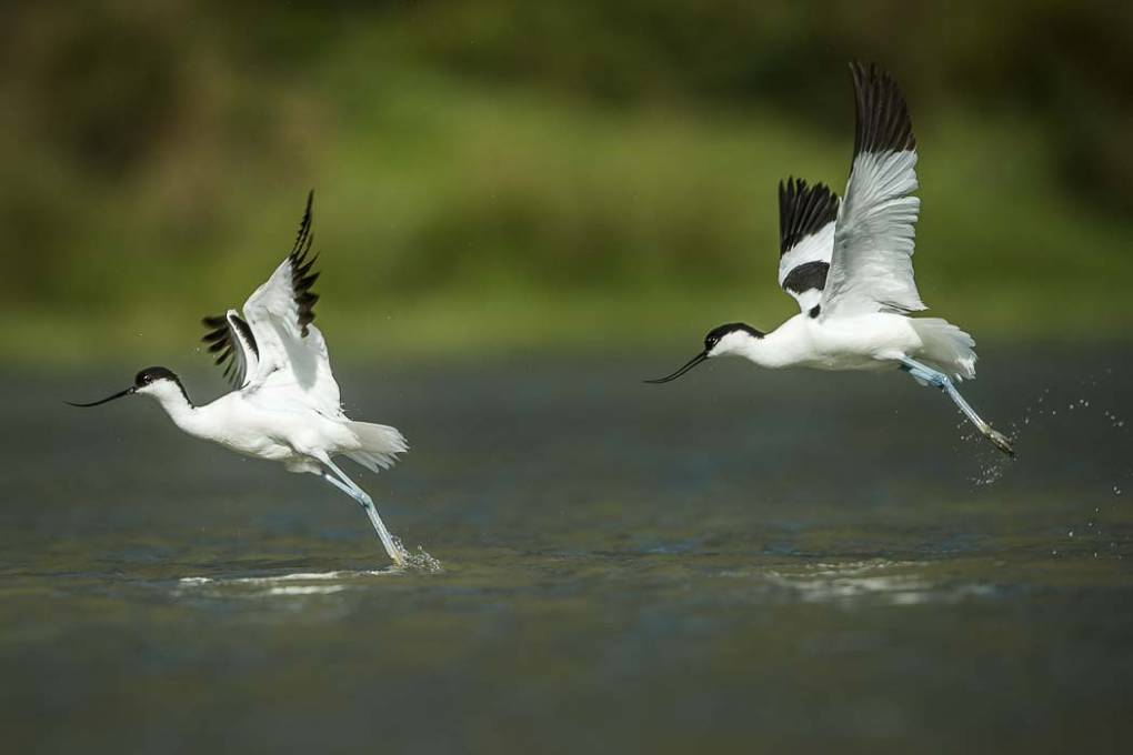 Avocette élégante 