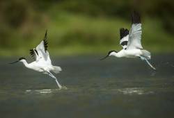 Avocette élégante 