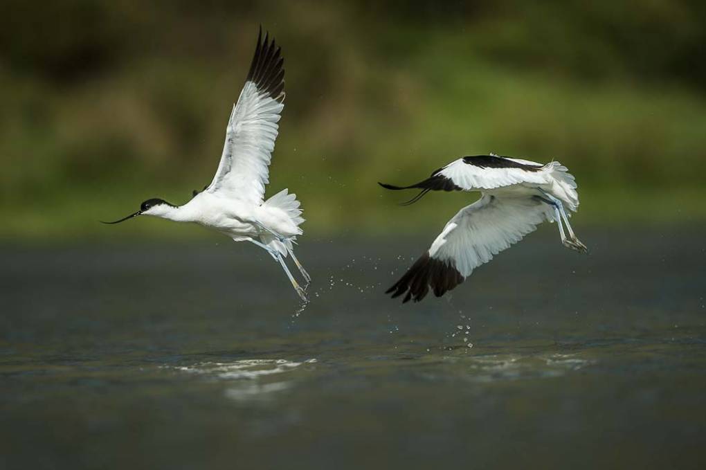 Avocette élégante 