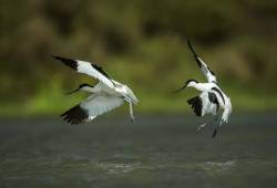 Avocette élégante 