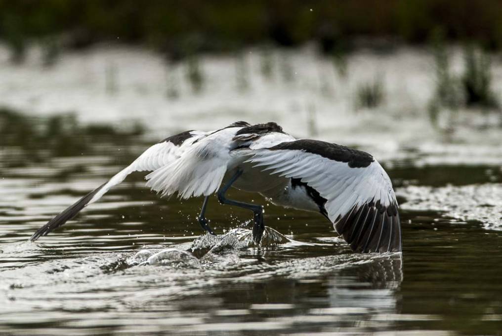 Avocette élégante 