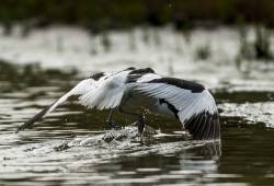 Avocette élégante 