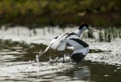 Avocette élégante 