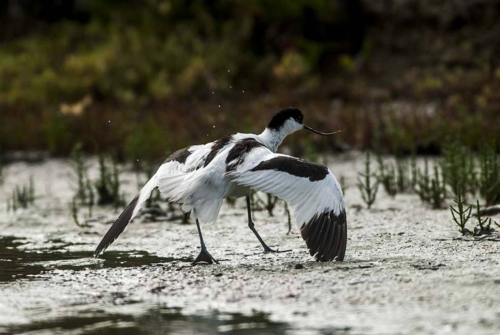 Avocette élégante 