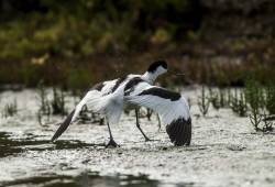 Avocette élégante 