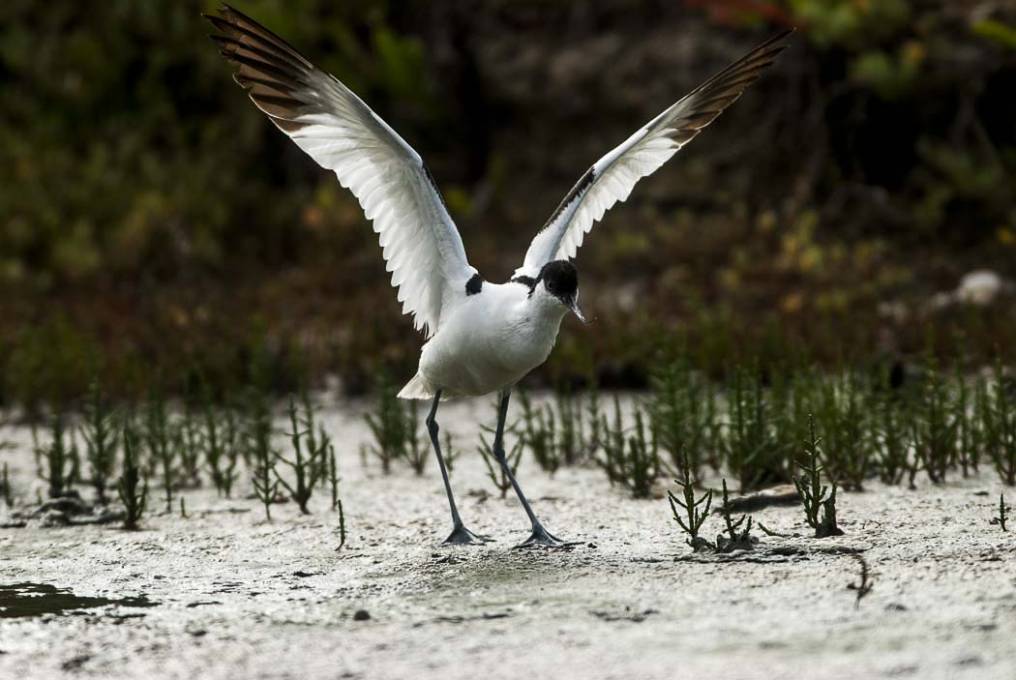 Avocette élégante 