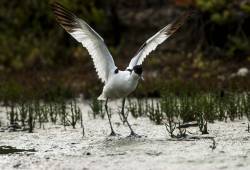 Avocette élégante 