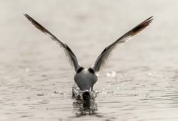 Avocette élégante 