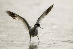 Avocette élégante 