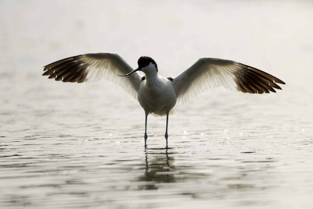 Avocette élégante 