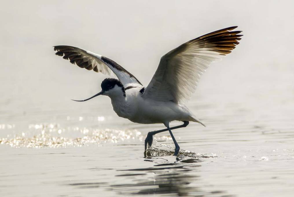 Avocette élégante 