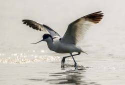 Avocette élégante 