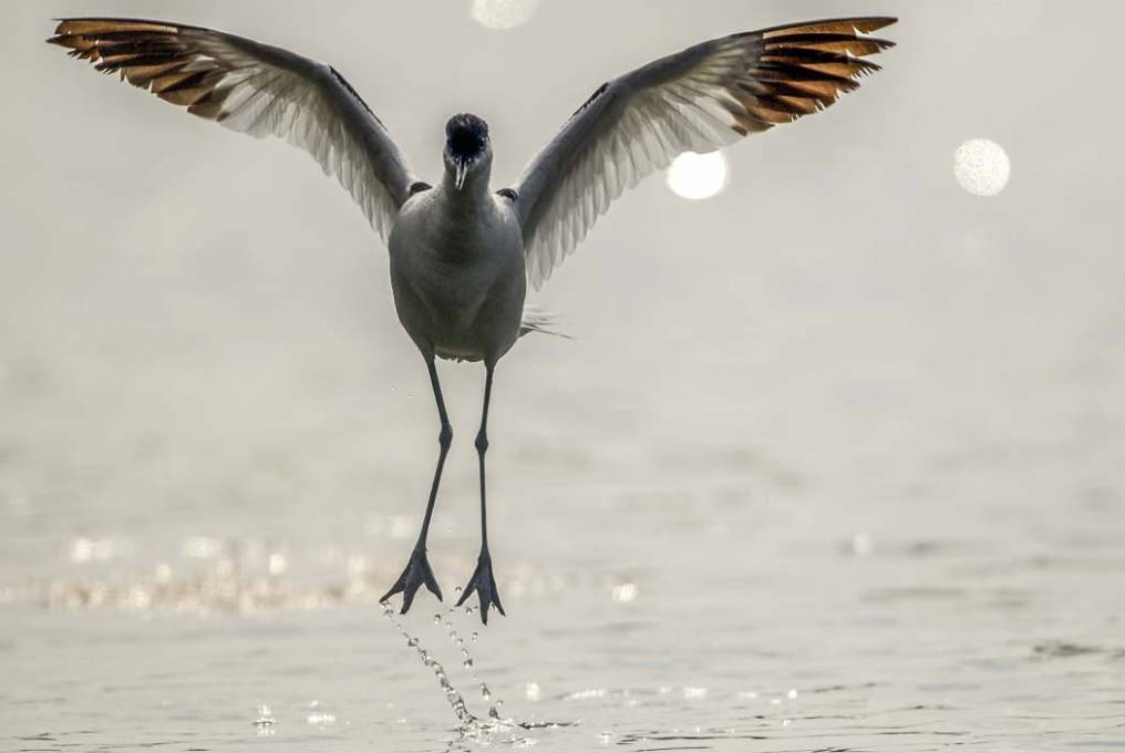 Avocette élégante 