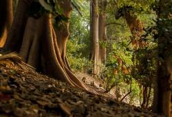 Au pied des kapokiers 