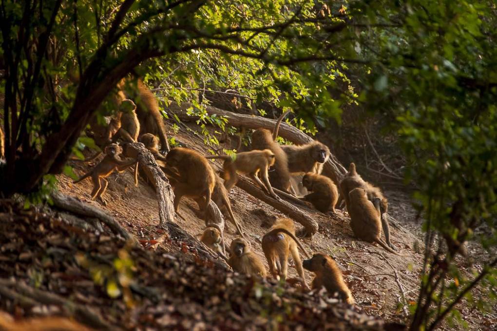 Famille de babouins 