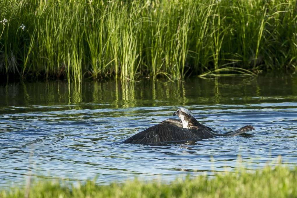 Balbuzard pêcheur 