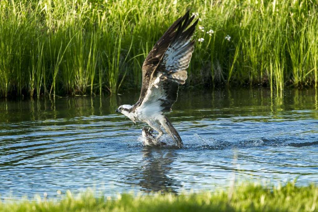 Balbuzard pêcheur 