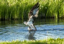 Balbuzard pêcheur 