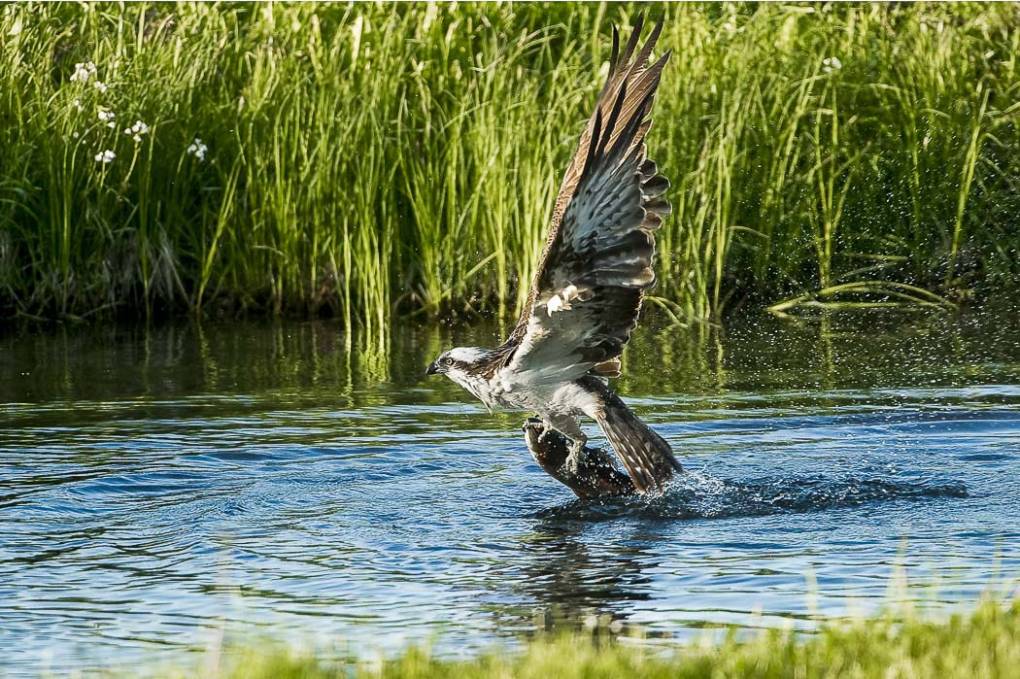 Balbuzard pêcheur 