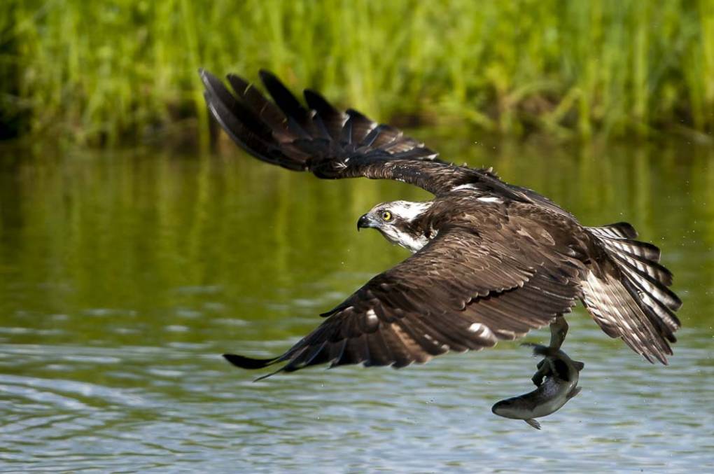 Balbuzard pêcheur 